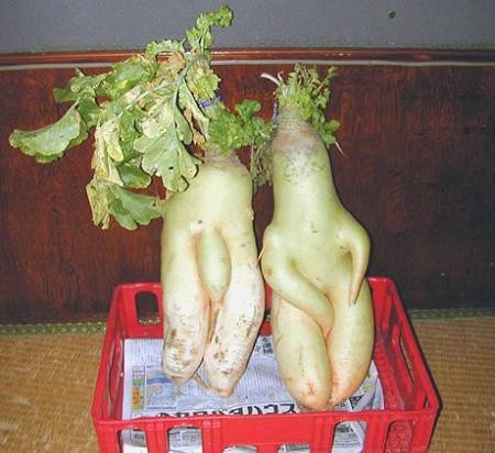 ウケた画像w：コメント2591