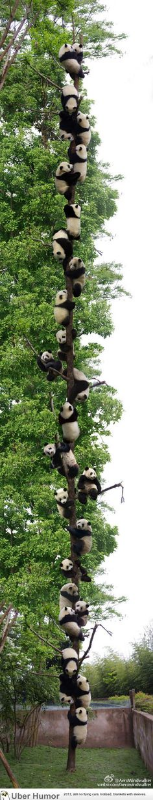 ウケた画像w：コメント2820