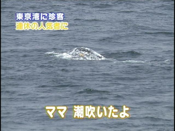 ウケた画像w：コメント1302