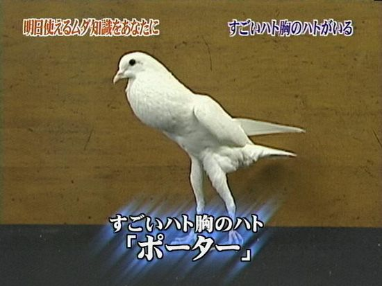 ウケた画像w：コメント1394