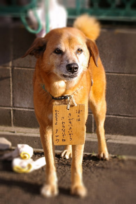 ウケた画像w：コメント1731