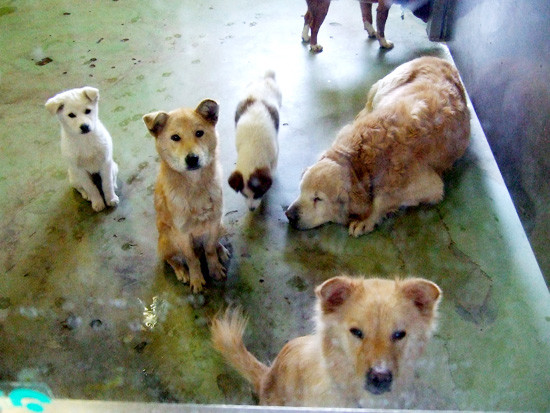 捨てられたことに気付かず、無邪気に車に戻ろうとする犬の姿に物議！：コメント69