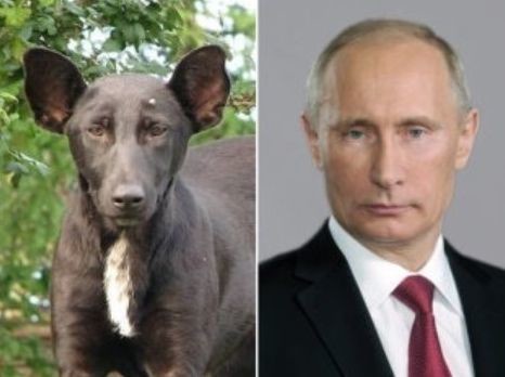 ウケた画像w：コメント5291