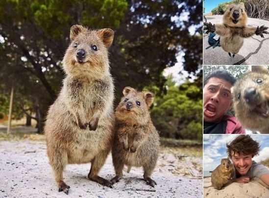 ウケた画像w：コメント5463