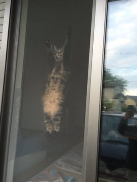 ウケた画像w：コメント5491