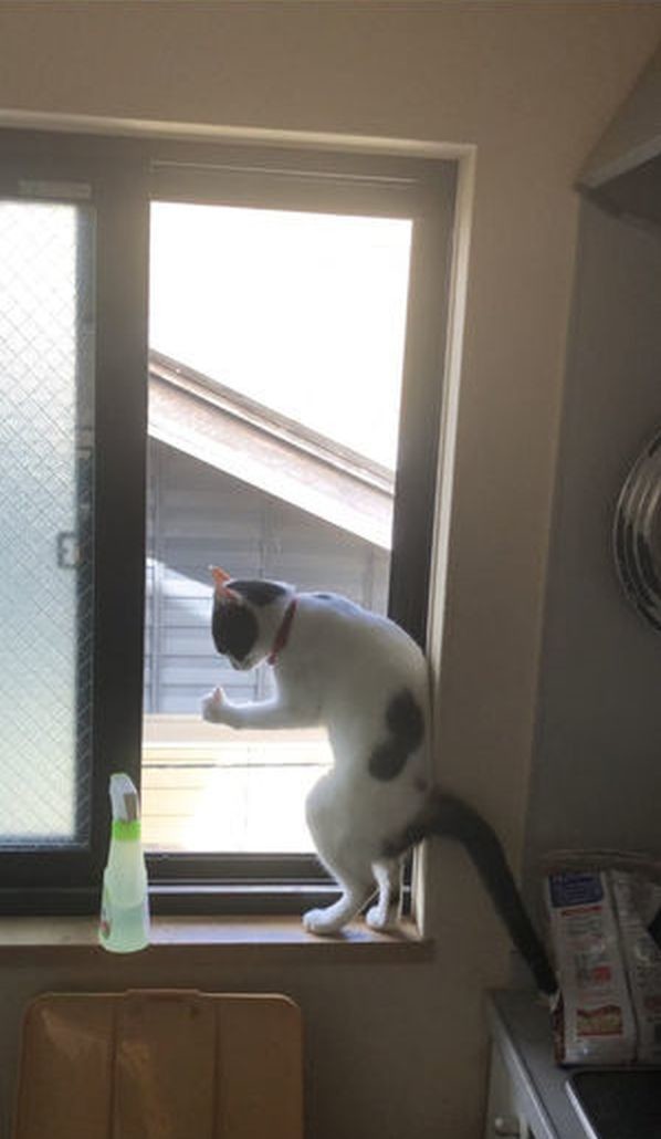 ウケた画像w：コメント5516