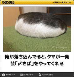 ウケた画像w：コメント5549