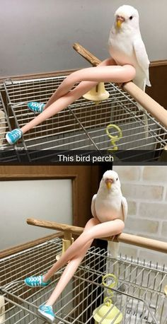 ウケた画像w：コメント5292