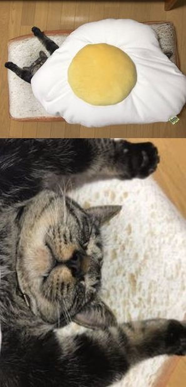 ウケた画像w：コメント5587