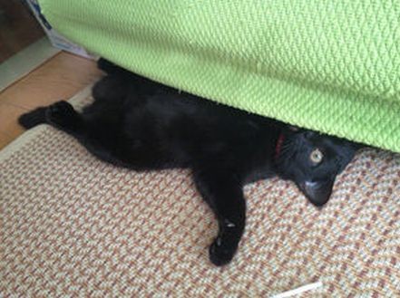 ウケた画像w：コメント5593