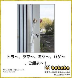 ウケた画像w：コメント5625