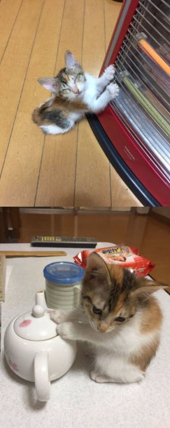 ウケた画像w：コメント5676