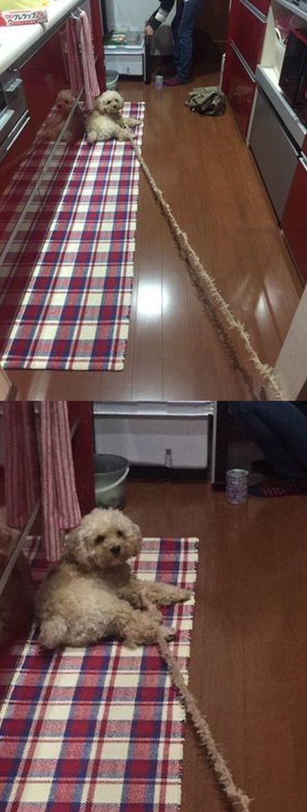 ウケた画像w：コメント5661