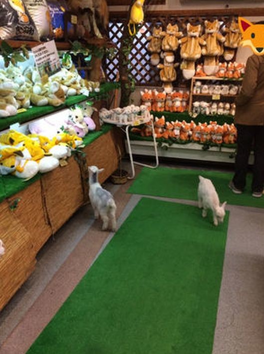 ウケた画像w：コメント5660