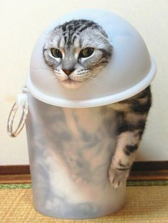 ウケた画像w：コメント5715