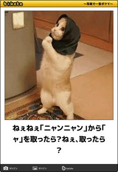 ウケた画像w：コメント5349