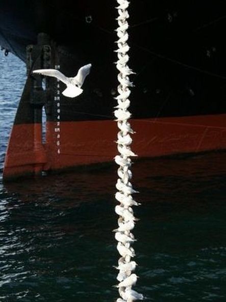 ウケた画像w：コメント5718