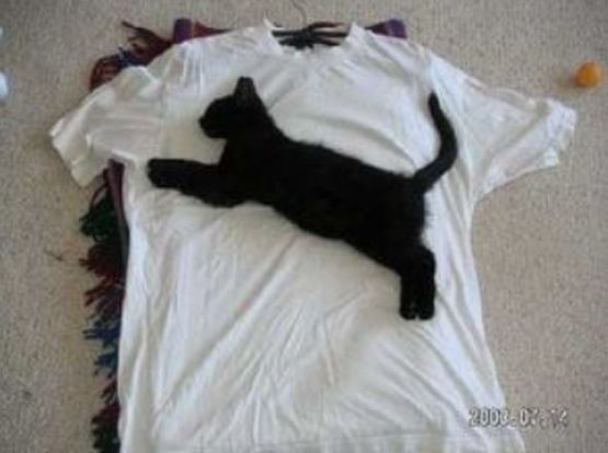 ウケた画像w：コメント5720