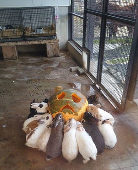 ウケた画像w：コメント5822