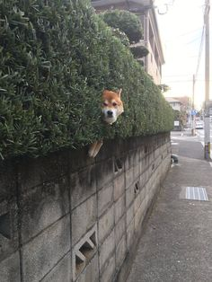 ウケた画像w：コメント5832