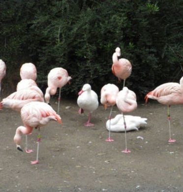 ウケた画像w：コメント5855