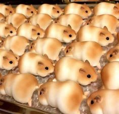 ウケた画像w：コメント5880