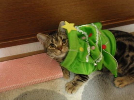 ウケた画像w：コメント5982