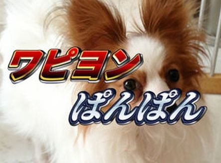 ウケた画像w：コメント6040