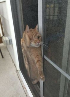 ウケた画像w：コメント6047