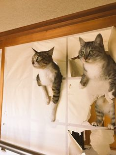 ウケた画像w：コメント6048