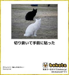 ウケた画像w：コメント6117