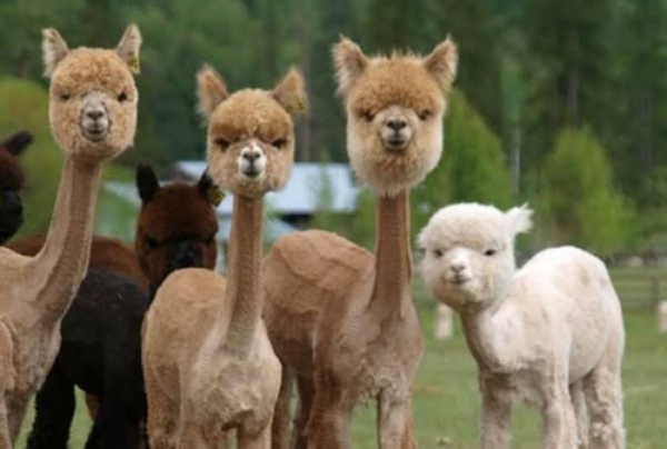 ウケた画像w：コメント6130