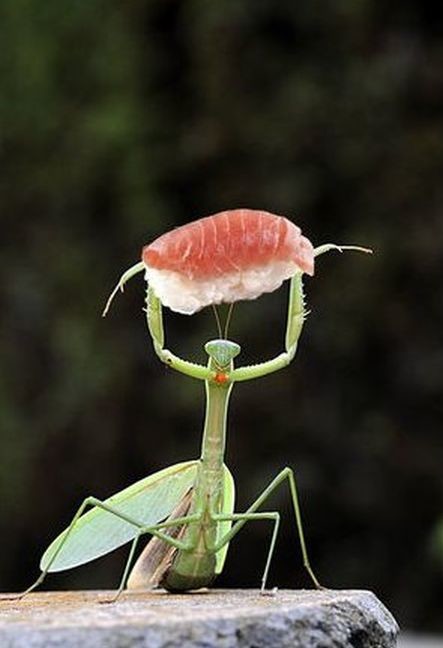 ウケた画像w：コメント6158