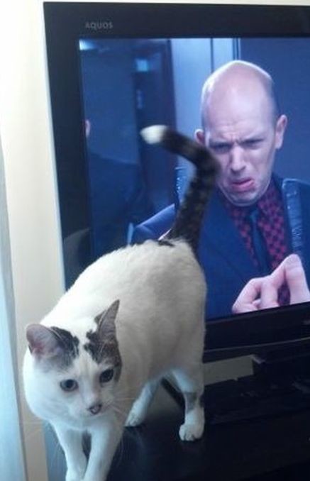 ウケた画像w：コメント6206