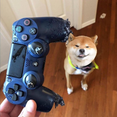 ウケた画像w：コメント6255