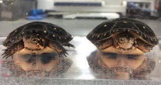 ウケた画像w：コメント6275