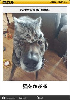 ウケた画像w：コメント6004