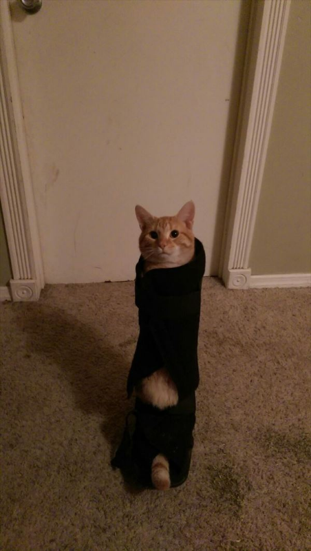 ウケた画像w：コメント3028