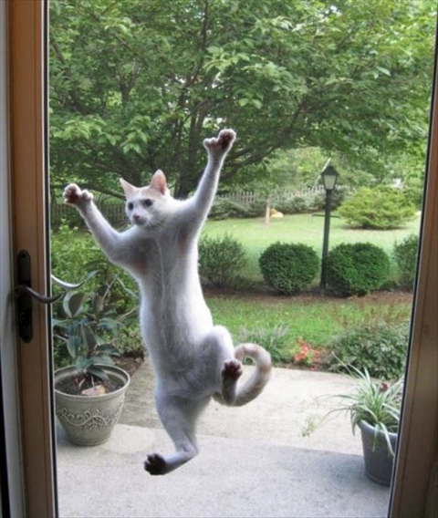 ウケた画像w：コメント3027