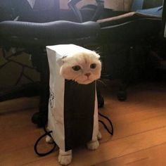 ウケた画像w：コメント3044