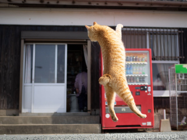 ウケた画像w：コメント3048