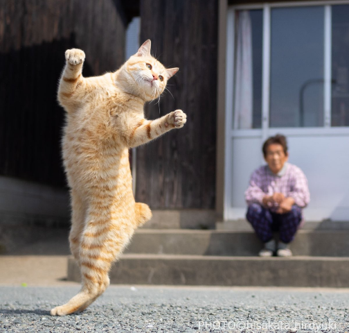 ウケた画像w：コメント3045