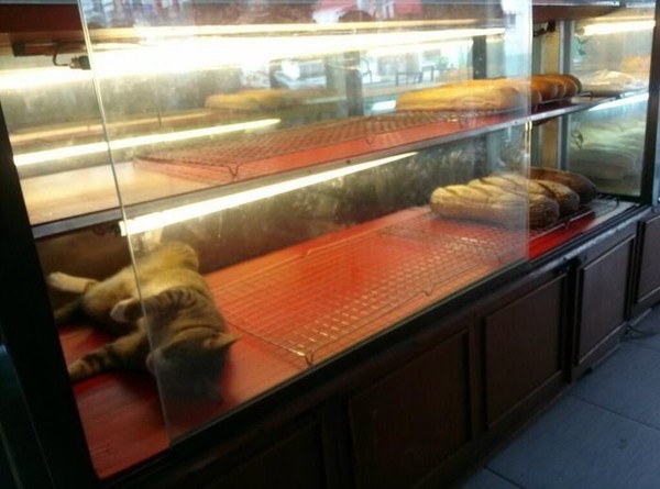 ウケた画像w：コメント3071