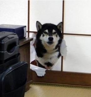 ウケた画像w：コメント3081