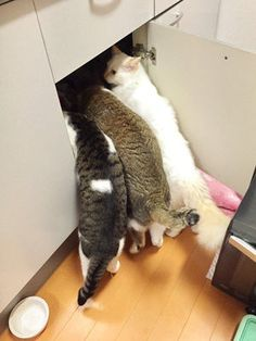 ウケた画像w：コメント3132