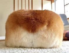 ウケた画像w：コメント3131