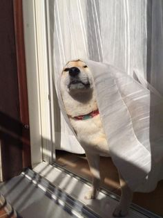 ウケた画像w：コメント3141