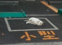 ウケた画像w：コメント3135