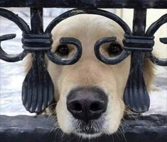 ウケた画像w：コメント3171