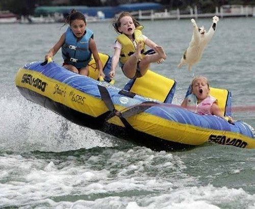 ウケた画像w：コメント3183